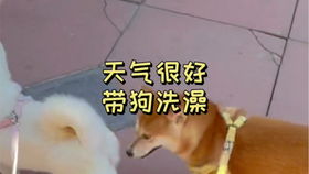 小小萌柴 在線可愛